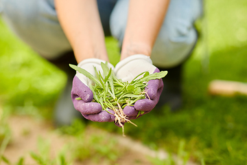 Image showing woman weeding flowerbed at summer garden