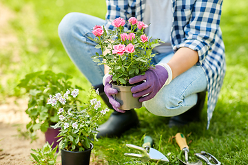 Image showing woman planting rose flowers at summer garden