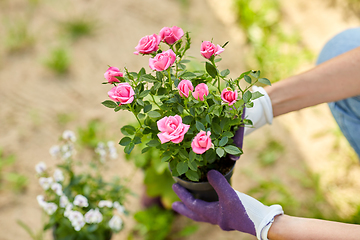 Image showing woman planting rose flowers at summer garden