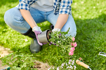 Image showing woman planting rose flowers at summer garden