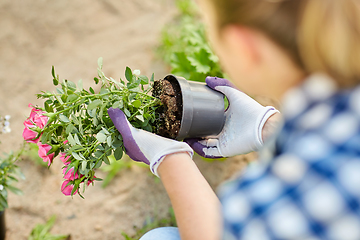 Image showing woman planting rose flowers at summer garden