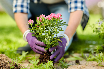 Image showing woman planting rose flowers at summer garden