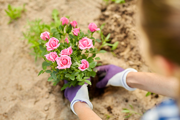 Image showing woman planting rose flowers at summer garden