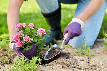 Image showing woman planting rose flowers at summer garden