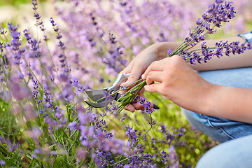 Image showing woman with picking lavender flowers in garden