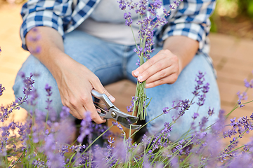 Image showing woman with picking lavender flowers in garden