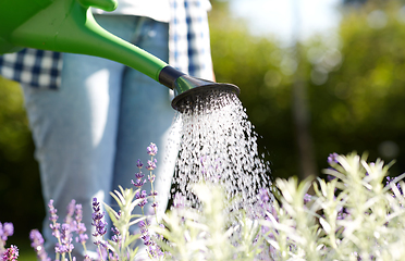 Image showing young woman watering flowers at garden