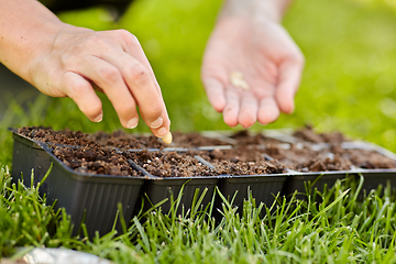 Image showing woman planting flower seeds to pots tray with soil