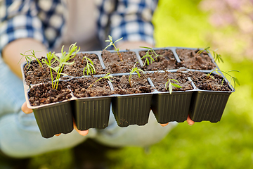 Image showing woman holding pots tray with seedlings at garden