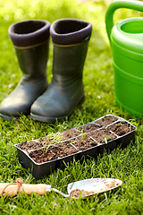 Image showing seedlings in starter pots tray with soil at garden