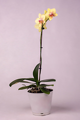 Image showing Indoor flowers yellow orchids in a pot, white background