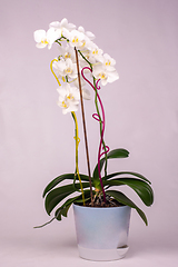 Image showing Indoor orchid flowers in a pot, white background