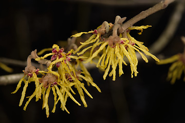 Image showing Witch hazel(Hamamelis virginiana) flowering