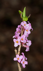 Image showing Flowering Mezereon (Daphne Mezereum) in spring