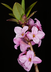 Image showing Flowering Mezereon (Daphne Mezereum) in spring