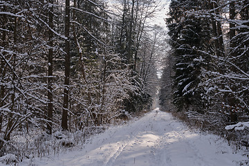 Image showing Wintertime landscape of snowy deciduous stand