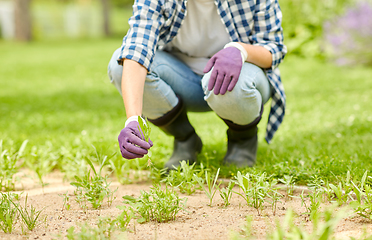 Image showing woman weeding flowerbed at summer garden