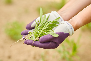 Image showing woman weeding flowerbed at summer garden