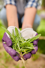 Image showing woman weeding flowerbed at summer garden