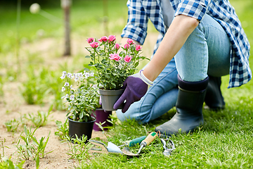 Image showing woman planting rose flowers at summer garden