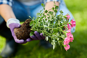 Image showing woman planting rose flowers at summer garden