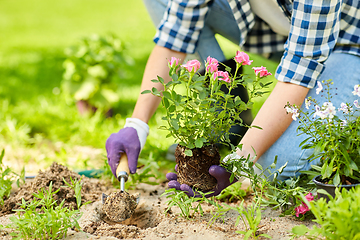 Image showing woman planting rose flowers at summer garden