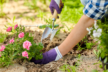 Image showing woman planting rose flowers at summer garden