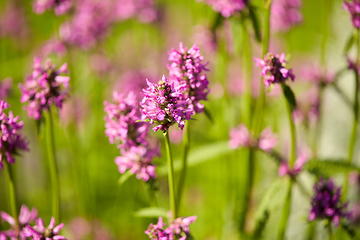 Image showing beautiful field flowers blooming in summer garden