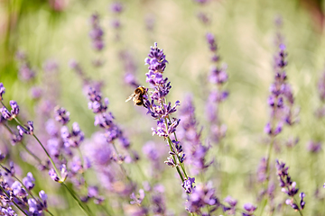 Image showing bee pollinating lavender flowers in summer garden