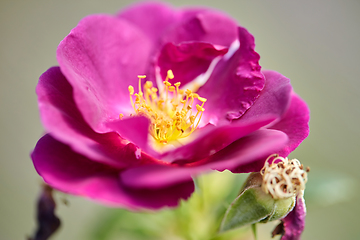 Image showing beautiful rosehip or dog rose flower at garden