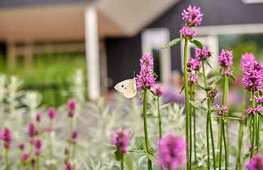 Image showing butterfly on flowers blooming in summer garden