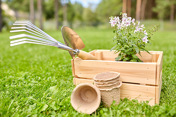 Image showing garden tools and flowers in wooden box at summer