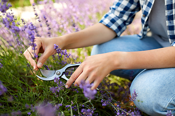 Image showing woman with picking lavender flowers in garden