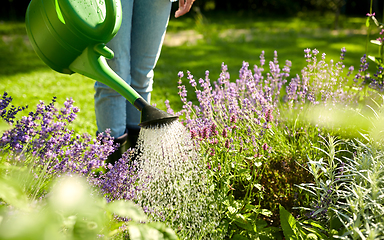 Image showing young woman watering flowers at garden