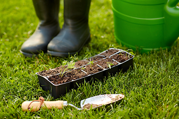 Image showing seedlings in starter pots tray with soil at garden