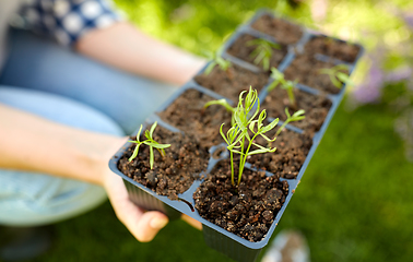 Image showing woman holding pots tray with seedlings at garden