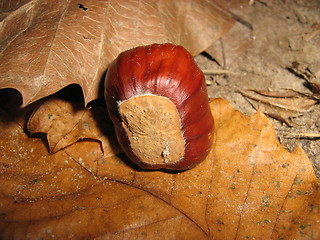 Image showing A chestnut