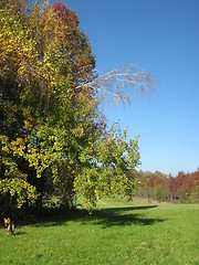 Image showing Autumn