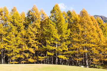 Image showing Beautiful autumn forest