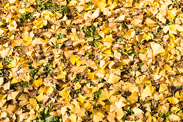 Image showing Ginkgo leaves in autumn