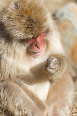 Image showing Monkey