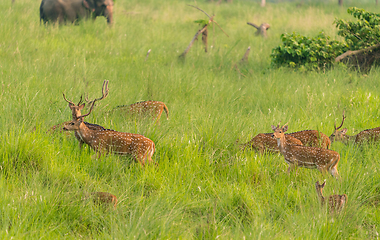 Image showing Sika or spotted deers herd in the elephant grass