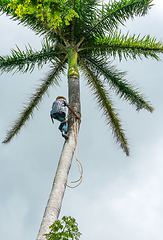 Image showing Adult male climbs coconut tree to get coco nuts