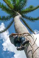 Image showing Adult male climbs coconut tree to get coco nuts