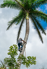 Image showing Adult male climbs coconut tree to get coco nuts