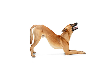 Image showing Young Belgian Shepherd Malinois is posing. Cute doggy or pet is playing, running and looking happy isolated on white background.