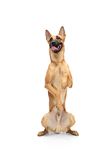 Image showing Young Belgian Shepherd Malinois is posing. Cute doggy or pet is playing, running and looking happy isolated on white background.