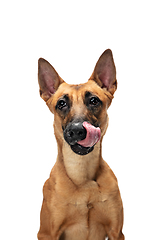 Image showing Young Belgian Shepherd Malinois is posing. Cute doggy or pet is playing, running and looking happy isolated on white background.