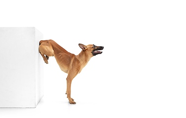 Image showing Young Belgian Shepherd Malinois is posing. Cute doggy or pet is playing, running and looking happy isolated on white background.