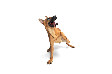 Image showing Young Belgian Shepherd Malinois is posing. Cute doggy or pet is playing, running and looking happy isolated on white background.